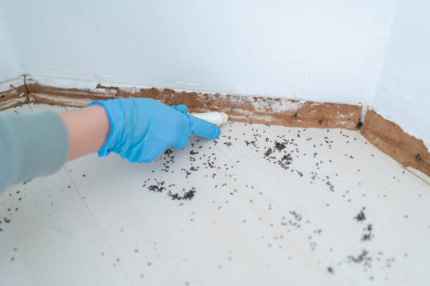 Best Affordable Pest Control Services  in Chebanse, IL